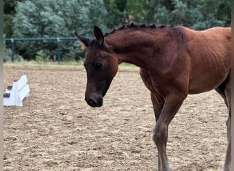 German Sport Horse, Stallion, Foal (05/2026), Black