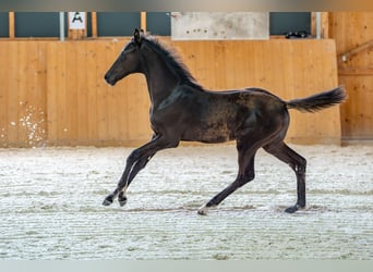 German Sport Horse, Stallion, Foal (04/2025), Black