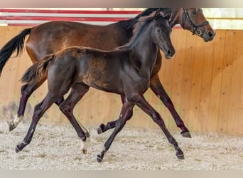 German Sport Horse, Stallion, Foal (04/2025), Black