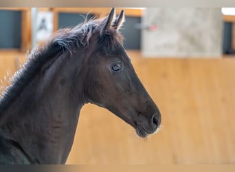 German Sport Horse, Stallion, Foal (04/2025), Black
