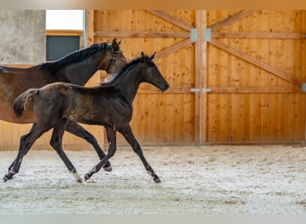 German Sport Horse, Stallion, Foal (04/2025), Black