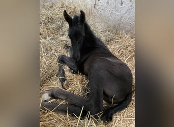 German Sport Horse, Stallion, Foal (02/2026), Black