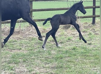 German Sport Horse, Stallion, Foal (02/2026), Black