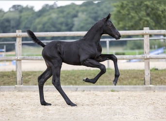 German Sport Horse, Stallion, Foal (06/2025), Black