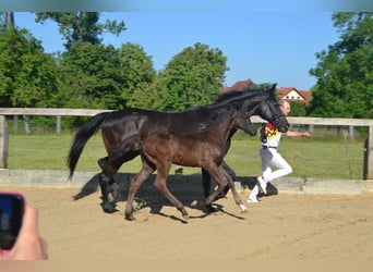German Sport Horse, Stallion, Foal (04/2023), Black