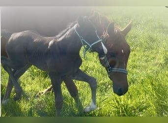 German Sport Horse, Stallion, Foal (04/2025), Black