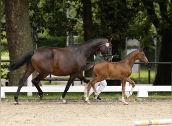 German Sport Horse, Stallion, Foal (06/2025), Brown