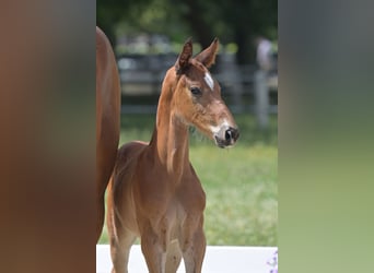 German Sport Horse, Stallion, , Brown