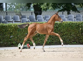 German Sport Horse, Stallion, Foal (06/2025), Brown