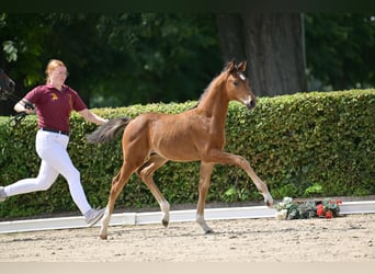 German Sport Horse, Stallion, Foal (06/2025), Brown