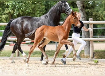 German Sport Horse, Stallion, Foal (05/2025), Brown