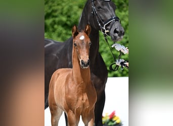 German Sport Horse, Stallion, Foal (04/2025), Brown