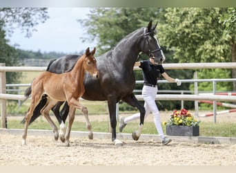 German Sport Horse, Stallion, Foal (05/2025), Brown