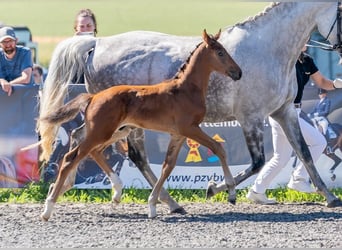 German Sport Horse, Stallion, Foal (05/2025), Brown