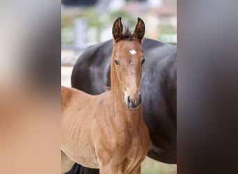 German Sport Horse, Stallion, Foal (05/2025), Brown