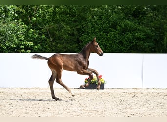 German Sport Horse, Stallion, Foal (04/2025), Brown