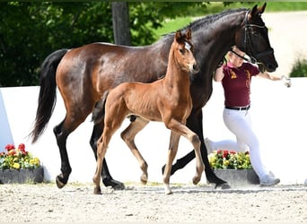German Sport Horse, Stallion, Foal (05/2025), Brown