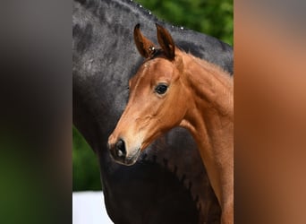 German Sport Horse, Stallion, Foal (03/2025), Brown