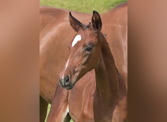 German Sport Horse, Stallion, Foal (05/2025), Brown