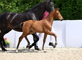 German Sport Horse, Stallion, Foal (03/2025), Brown