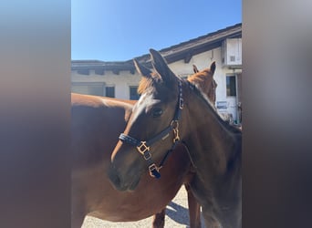 German Sport Horse, Stallion, Foal (04/2026), Brown