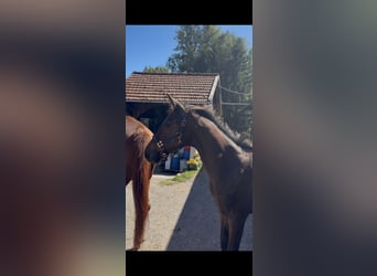 German Sport Horse, Stallion, Foal (04/2026), Brown