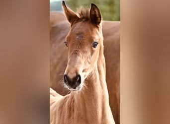 German Sport Horse, Stallion, Foal (03/2026), Brown
