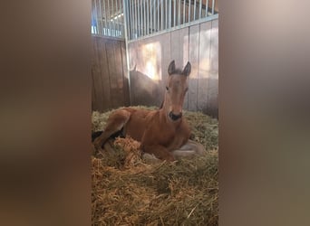 German Sport Horse, Stallion, Foal (03/2026), Brown