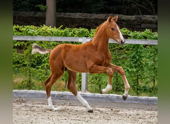 German Sport Horse, Stallion, Foal (05/2025), Brown
