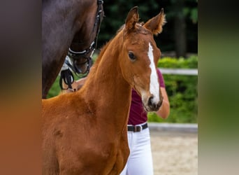 German Sport Horse, Stallion, Foal (05/2025), Brown