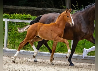 German Sport Horse, Stallion, Foal (05/2025), Brown