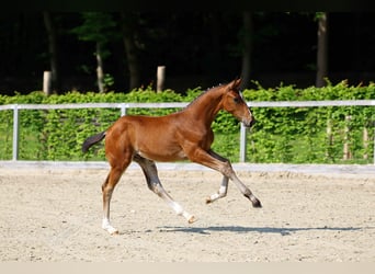 German Sport Horse, Stallion, Foal (03/2025), Brown