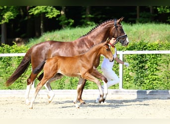 German Sport Horse, Stallion, Foal (03/2025), Brown
