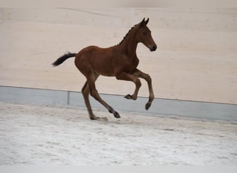 German Sport Horse, Stallion, Foal (04/2026), Brown