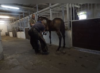 German Sport Horse, Stallion, Foal (02/2023), Brown