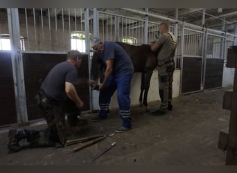 German Sport Horse, Stallion, Foal (02/2023), Brown