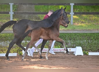 German Sport Horse, Stallion, Foal (02/2023), Brown