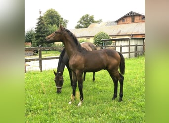 German Sport Horse, Stallion, Foal (02/2023), Brown