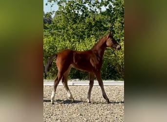 German Sport Horse, Stallion, Foal (03/2025), Brown