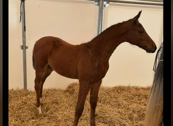 German Sport Horse, Stallion, Foal (02/2025), Brown