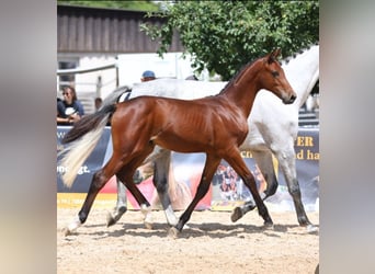 German Sport Horse, Stallion, Foal (02/2025), Brown