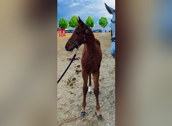 German Sport Horse, Stallion, Foal (02/2025), Brown