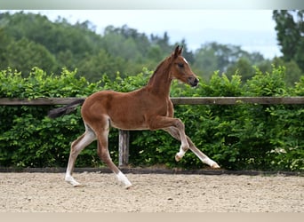German Sport Horse, Stallion, Foal (04/2026), Brown