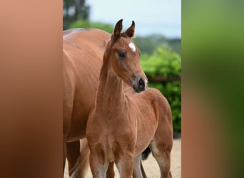German Sport Horse, Stallion, Foal (04/2026), Brown