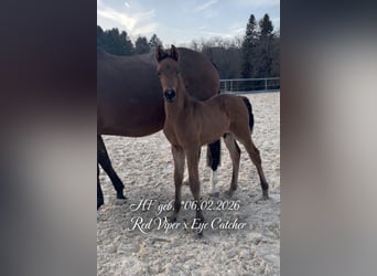 German Sport Horse, Stallion, Foal (02/2026), Brown