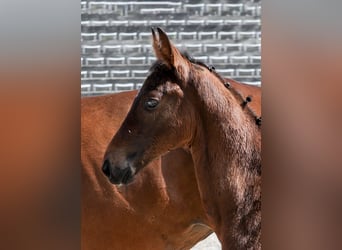 German Sport Horse, Stallion, Foal (03/2025), Brown