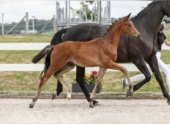 German Sport Horse, Stallion, Foal (04/2025), Brown