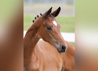 German Sport Horse, Stallion, Foal (04/2025), Brown