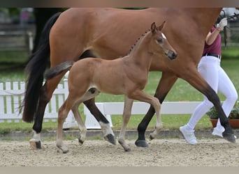 German Sport Horse, Stallion, Foal (05/2026), Brown