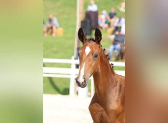 German Sport Horse, Stallion, Foal (04/2024), Brown-Light